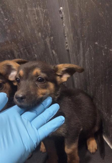 Photo of Allison, adoptable German Shepherd Dog in San Antonio, Texas