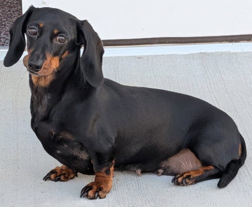 Photo of Malorie, adoptable Dachshund in Shelbyville, Tennessee