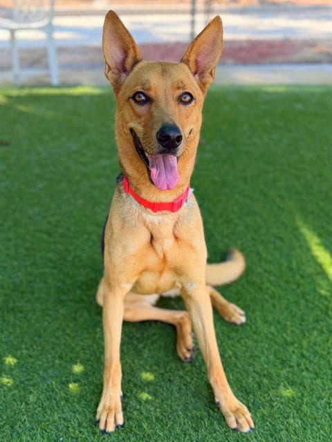 Photo of Verona, adoptable German Shepherd Dog in Agoura, California
