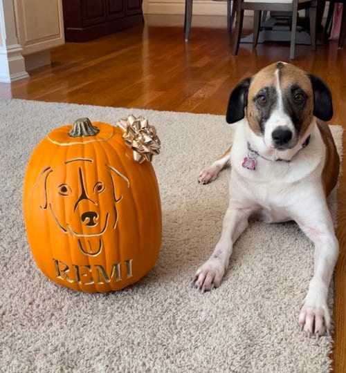 Photo of Remi (Bambi) Lonestar, adoptable Great Pyrenees in Rockaway, New Jersey