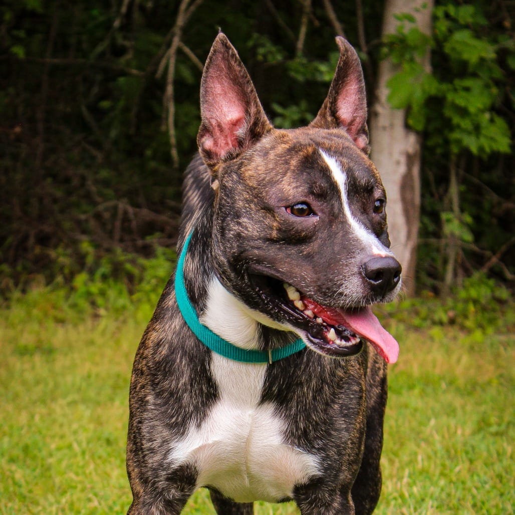 Photo of Bagel 87, adoptable Terrier, Pit Bull / Mixed Breed (Medium) in Canastota, New York