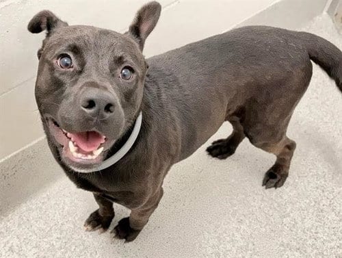 Photo of Dennis, adoptable Pit Bull Terrier in Houston, Texas