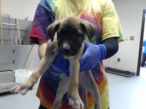 Photo of Tex, adoptable German Shepherd Dog in Fayetteville, North Carolina
