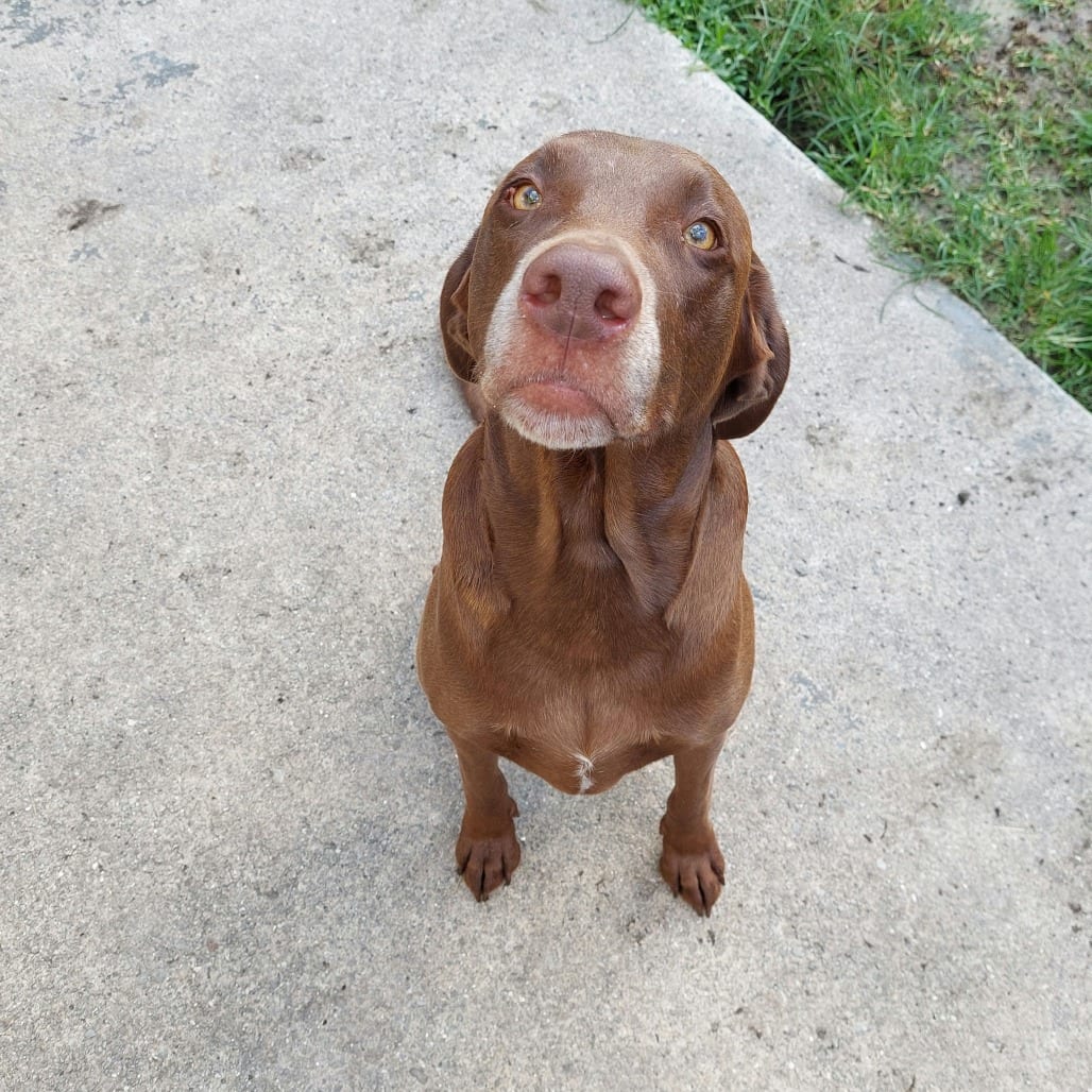Photo of Hershey, adoptable Retriever, Chocolate Labrador / Mix in Jacksonville, North Carolina