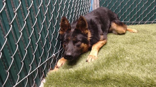 Photo of Capitan, adoptable German Shepherd Dog in Downey, California