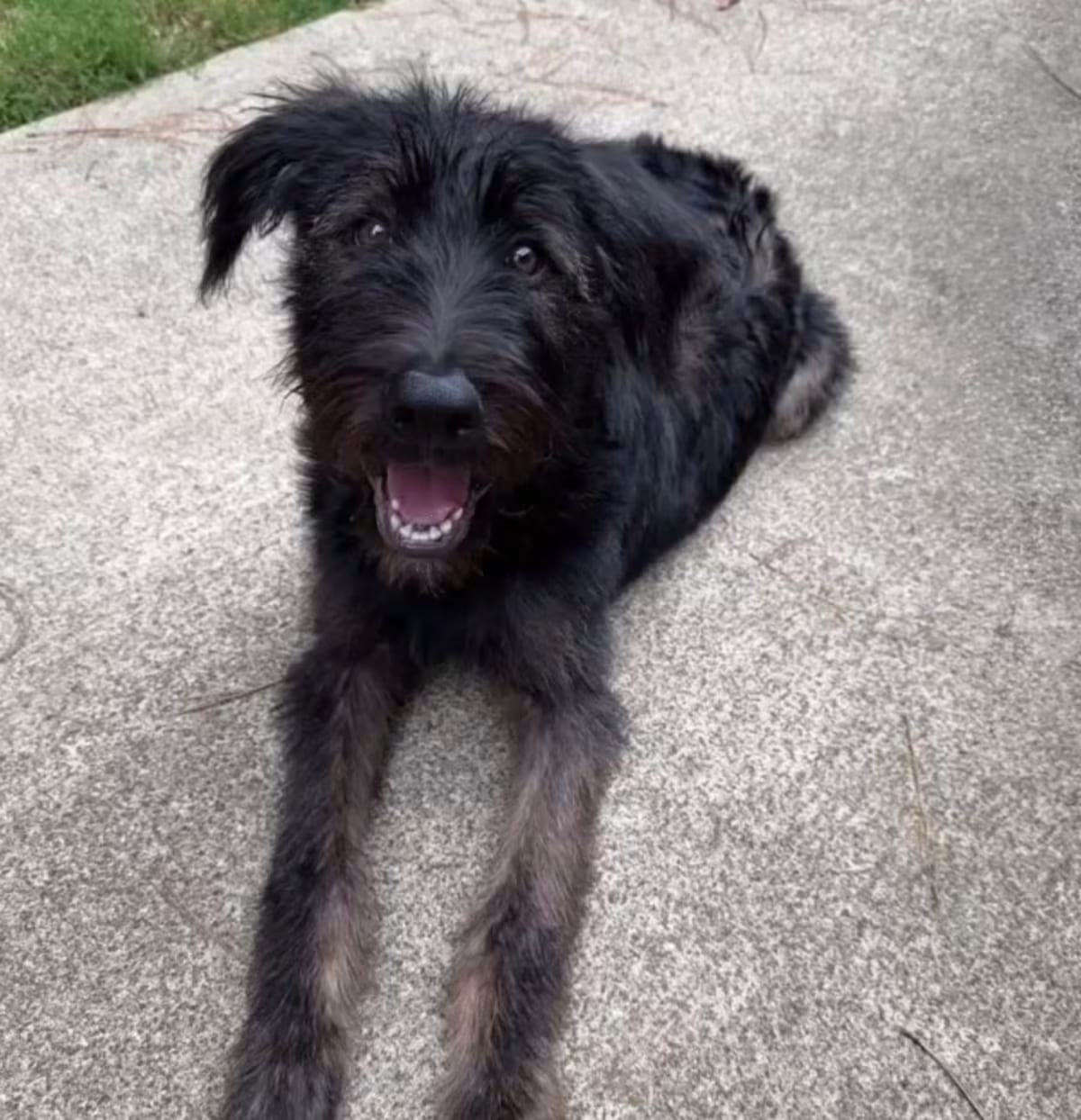 Photo of Rugger, adoptable Poodle (Miniature)/German Shepherd Dog in Griffin, Georgia