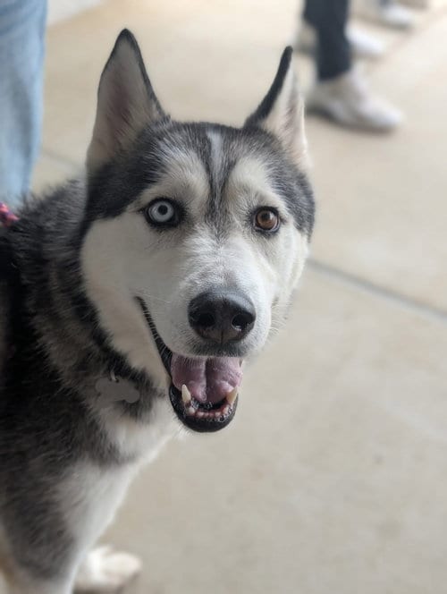 Photo of Hachi, adoptable Siberian Husky in Holly Springs, North Carolina