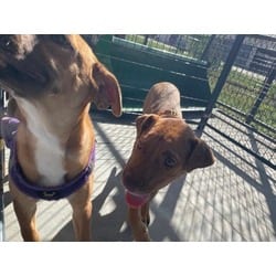 Photo of Gloria, adoptable Mixed Breed (Medium) in Baton Rouge, Louisiana