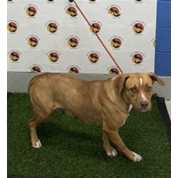 Photo of Amelia, adoptable Mixed Breed (Medium) in Land O'Lakes, Florida