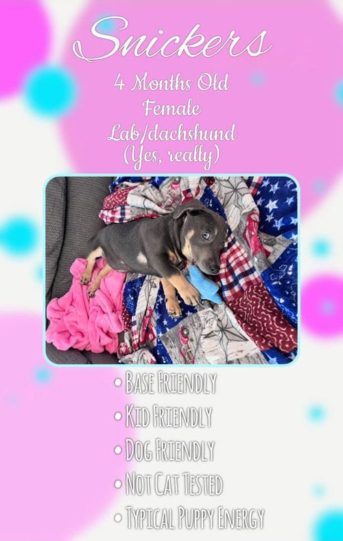 Photo of Snickers - Grey, adoptable Labrador Retriever in Jacksonville, North Carolina
