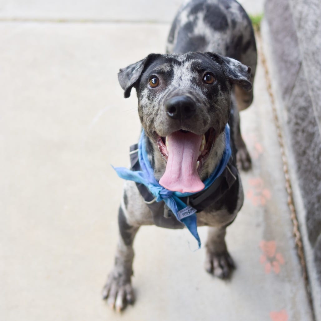 Photo of E.T., adoptable Mixed Breed (Medium)