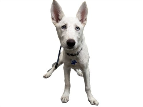 Photo of Coco, adoptable Siberian Husky in Los Angeles, California