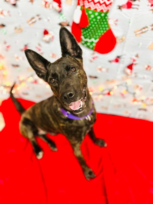 Photo of Leila (Reduced Rover), adoptable Dutch Shepherd in New Orleans, Louisiana