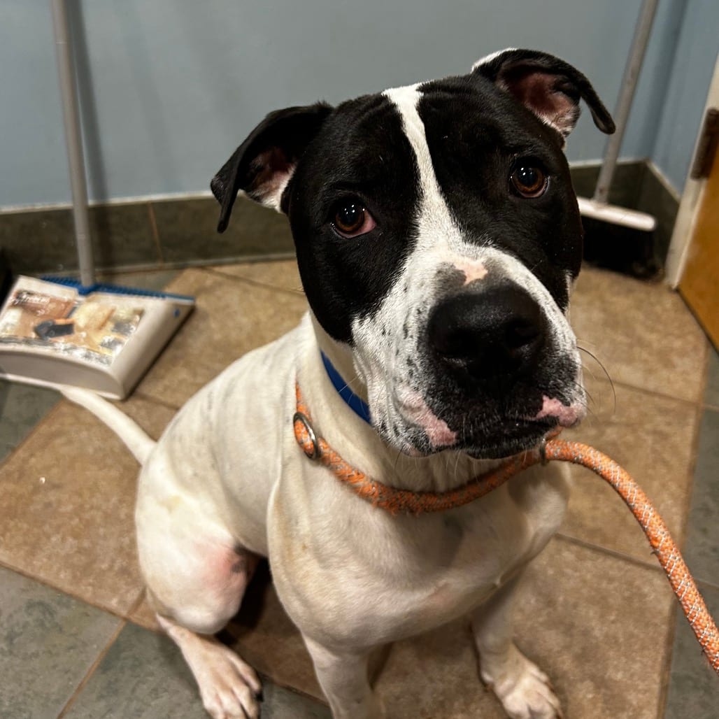 Photo of Stallone, adoptable Mixed Breed (Large) in Chattanooga, Tennessee