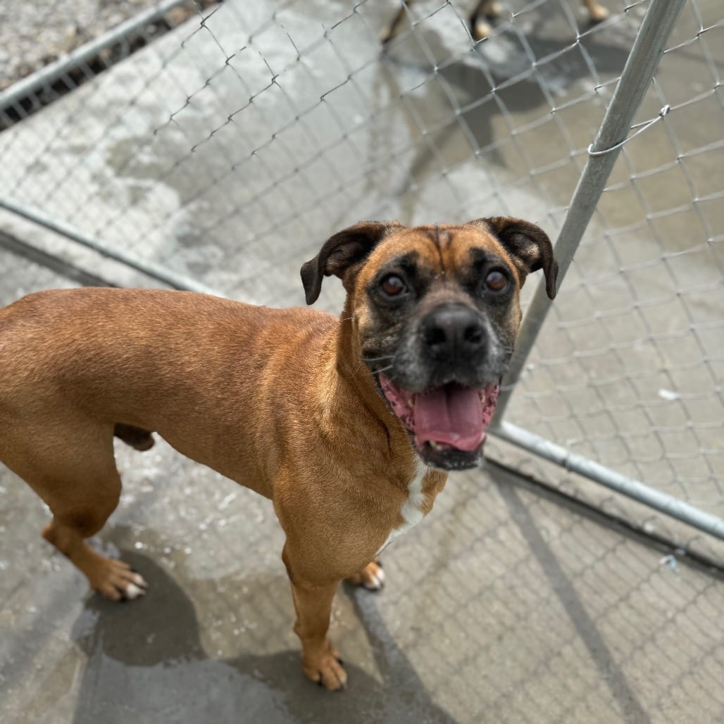 Photo of Grizwald, adoptable Mixed Breed (Large) in Winfield, West Virginia