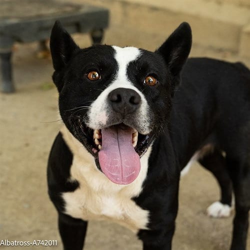 Photo of Albatross, adoptable Karelian Bear Dog in Sacramento, California
