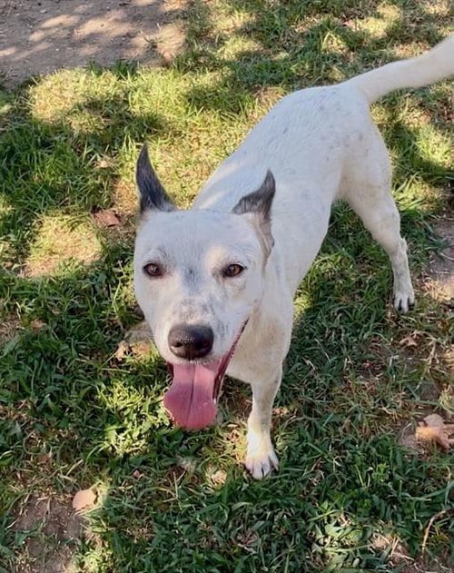 Photo of Captain, adoptable German Shepherd Dog in Riverside, California