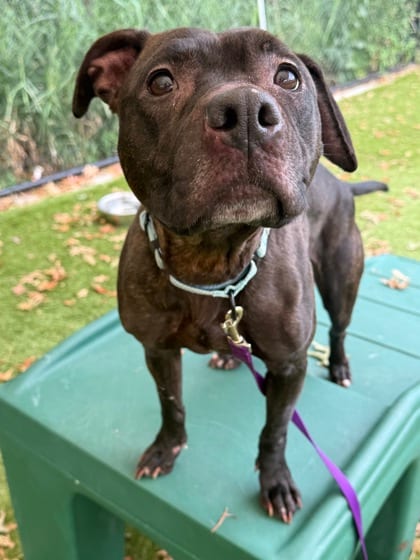 Photo of Bretagne, adoptable dog in Baltimore, Maryland