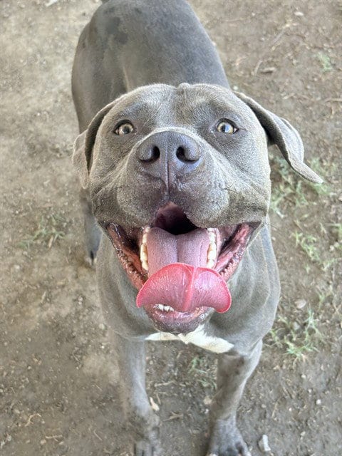 Photo of Edward, adoptable Pit Bull Terrier in Riverside, California