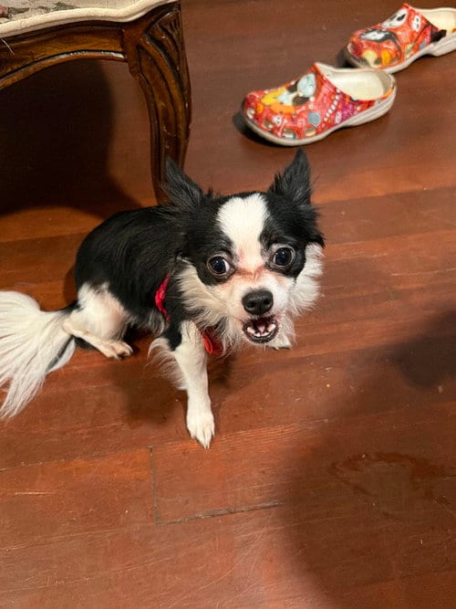 Photo of Oreo Cookie, adoptable Chihuahua in Brewster, New York