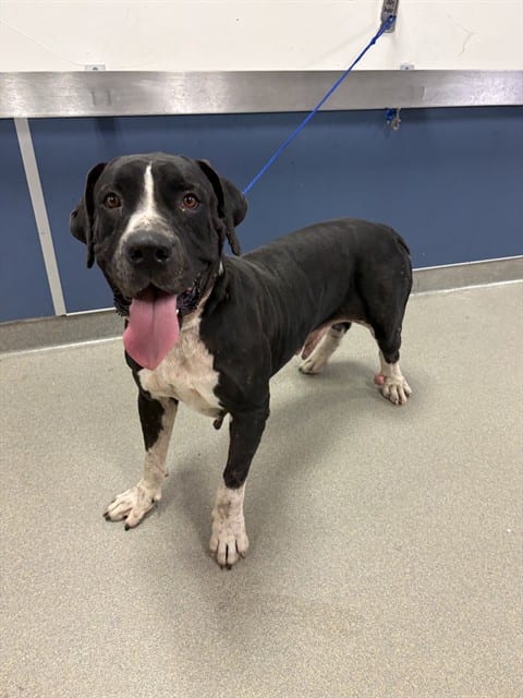 Photo of Panda, adoptable Mastiff mix in Miami, Florida