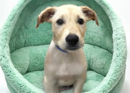 Photo of Buzz, adoptable Labrador Retriever in Ft Lauderdale, Florida
