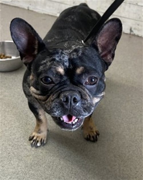 Photo of Raya, adoptable French Bulldog in San Bernardino, California