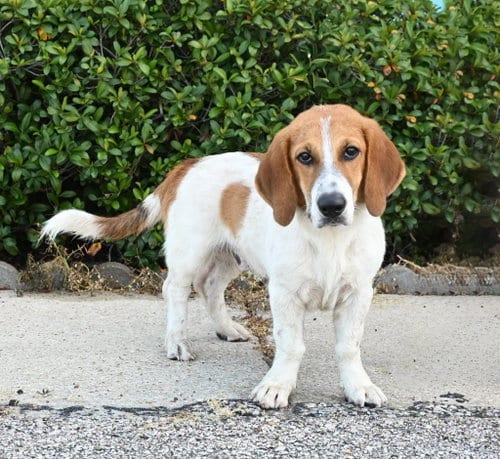 Photo of Tank, adoptable Basset Hound in Milmay, New Jersey