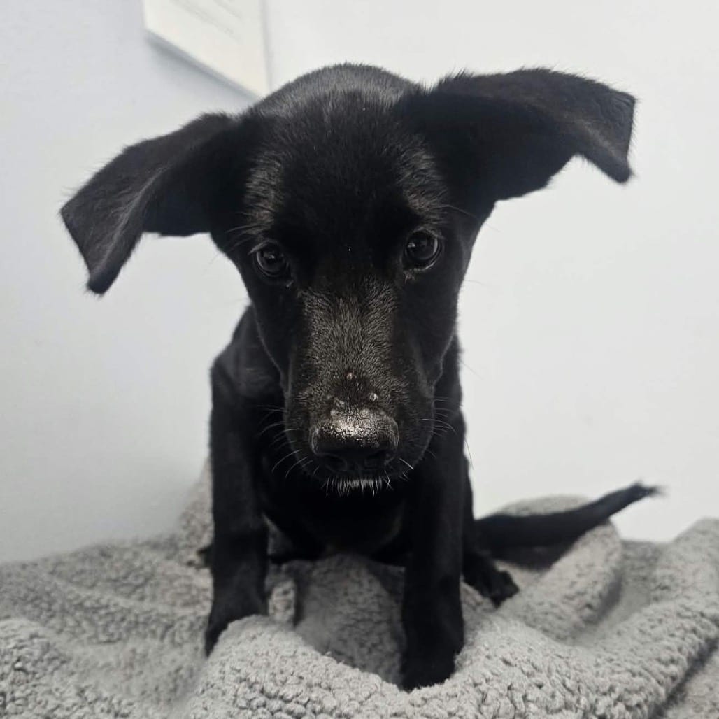 Photo of Hank, adoptable Mixed Breed (Medium) in Buffalo, Minnesota