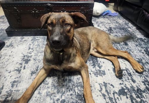 Photo of Boi, adoptable Belgian Shepherd Malinois in San Antonio, Texas