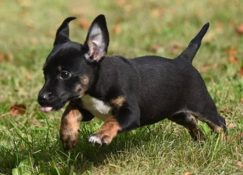 Photo of Isolde, adoptable Jack Russell Terrier in Mechanicsburg, Pennsylvania