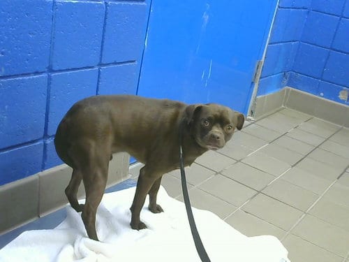 Photo of Howl, adoptable Chihuahua in Albuquerque, New Mexico