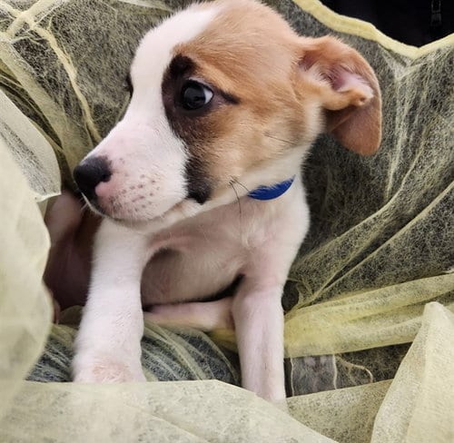 Photo of Bean, adoptable Pit Bull Terrier in Pueblo, Colorado