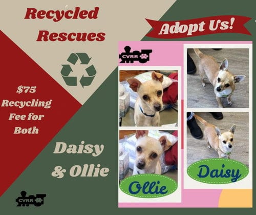 Photo of Daisy and Ollie ReCyle), adoptable Chihuahua in Lindsay, California