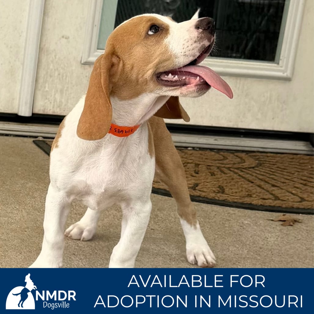 Photo of Merlin - Missouri (S26-134), adoptable Beagle in Colorado Springs, Colorado