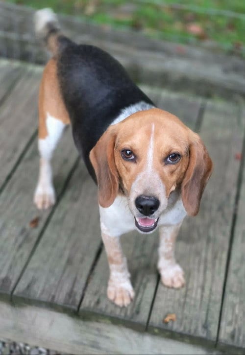 Photo of Myles, adoptable Beagle in Woodsfield, Ohio