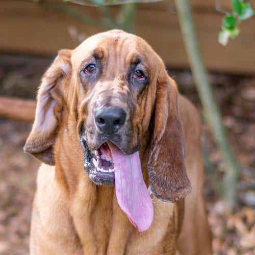 Photo of Dolly, adoptable Bloodhound in Hilton Head, South Carolina
