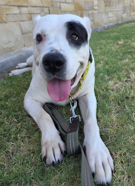 Photo of Pudding, adoptable American Staffordshire Terrier in Grand Prairie, Texas