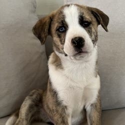 Photo of Hazel, adoptable Australian Shepherd Poodle (Miniature) in Denver, Colorado