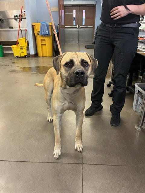 Photo of Monoco, adoptable Cane Corso Mastiff in Phoenix, Arizona