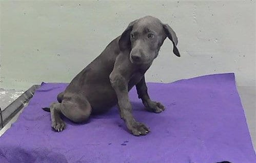 Photo of Lyra, adoptable Doberman Pinscher in Houston, Texas
