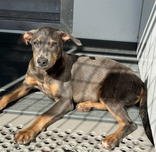 Photo of Jojo, adoptable Doberman Pinscher in San Bernardino, California