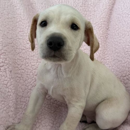 Photo of Chalk Pup - Limestone, adoptable Spaniel in San Diego, California