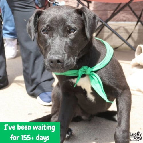Photo of Ryder, adoptable Australian Cattle Dog/Blue Heeler in Washington, District of Columbia