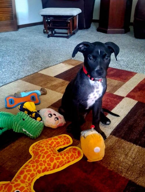 Photo of Ozzy, adoptable Unknown breed (short coat) in Bay City, Michigan