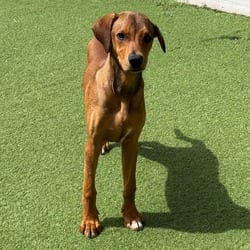Photo of Mega Mind 2999, adoptable Mixed Breed (Medium) in Loxahatchee, Florida