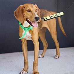 Photo of Shony, adoptable Hound (Unknown Type) Mixed Breed (Medium) in Washington, District of Columbia