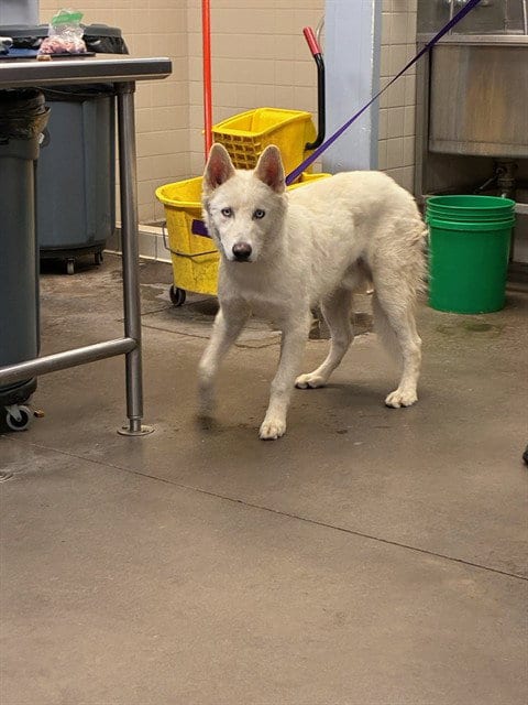 Photo of Stone, adoptable Siberian Husky in Phoenix, Arizona