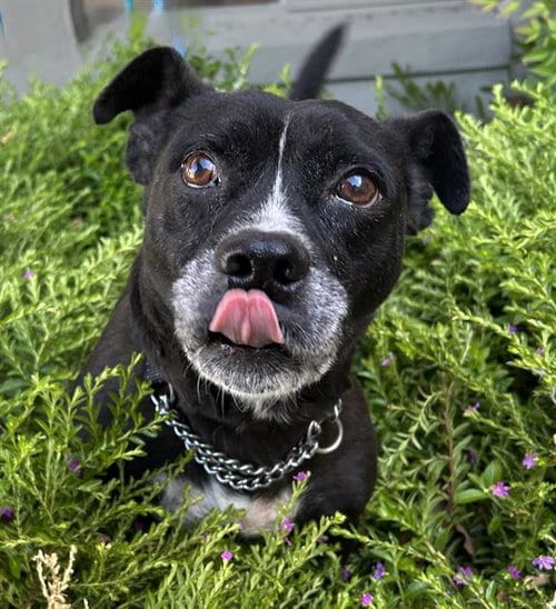 Photo of Marley, adoptable Chihuahua in Lodi, California