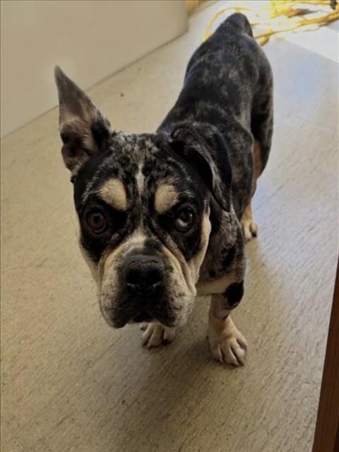 Photo of Thelma, adoptable French Bulldog in San Pedro, California
